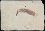 Fossil Mantis Shrimp (Sculda syriaca) - Lebanon #48535-1